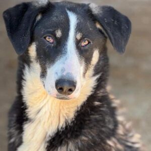 PALOMA (♀) - sehr fertig - sollte zeitnah ausreisen