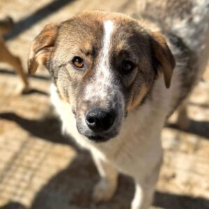 LORCAN (♂) - wird im Kennel angegangen - dringend Platz gesucht