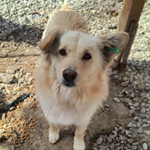 STENA(♀) - ausgereist zur Tierhilfe Lebenswert DR 16.05.2025