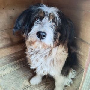 WHOPPI (♀) - ausgereist zu Vierbeiner in Not (AL)