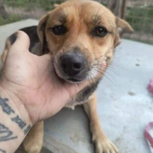 Dietje(♀) - ausgereist zur Tierhilfe Lebenswert DR 16.05.25