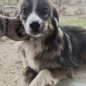 FFION (♀) reist auf Pflegestelle PLZ 21 - SE 23.05.