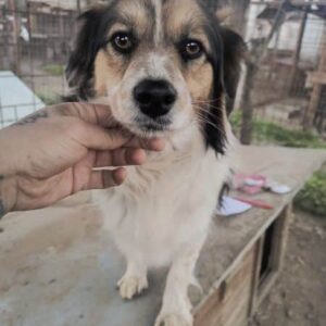 VIHO (♂) - ausgereist zum TST Rösrath (AL)