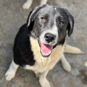 NAARO (♂) - geht im Kennel völlig unter Interessenten (22/05 MH)