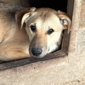 NADZIEJA (♀) - wirkt sehr müde