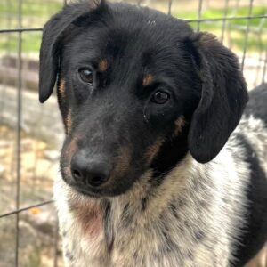 ELLY (♀)- reserviert- reist auf PDR PS PLZ 822 (24/05/NU)