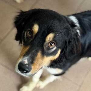 DENVER (♂) - zu dünn (04/25) reserviert (07/05 MH)