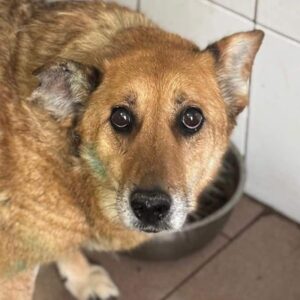 BABETT (♀) - Beissopfer (04/25)