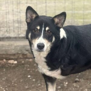 AVANI (♂) - hatte Autounfall - Dreibein