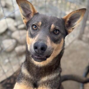 TIANA (♀) - vermittelt BD