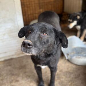 RON (♂) - müder und klappriger Oldie