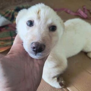 LEON (♂) - ausgereist zur Tierhilfe Lebenswert DR 25.04.25