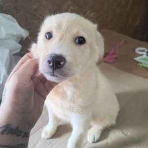 ICE (♂) - ausgereist zur Tierhilfe Lebenswert DR 25.04.25