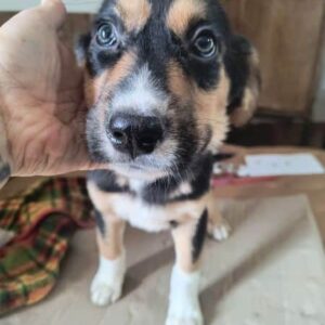 SAM (♂) - ausgereist zur Tierhilfe Lebenswert DR 25.04.25