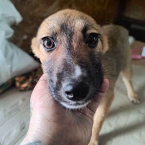 PEACHES(♀) - ausgereist zur Tierhilfe Lebenswert DR 16.05.25