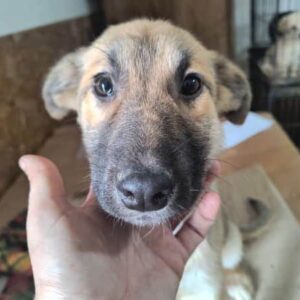 MERIDA (♀) - ausgereist zur Tierhilfe Lebenswert DR 16.05.25