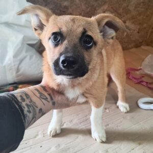 PETRA (♀) - ausgereist zur Tierhilfe Lebenswert DR 25.04.25