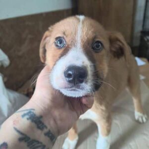 CHEWY (♂) - ausgereist zum TH Filderstadt (AL)