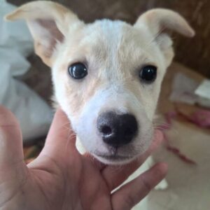 FLYNT (♂) vermittelt NH