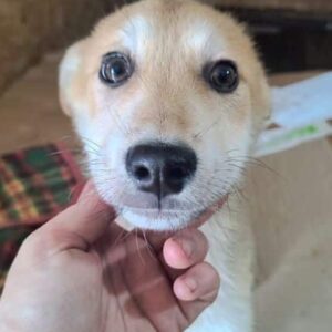 AKIRA (♀) - ausgereist zum TH Filderstadt (AL)