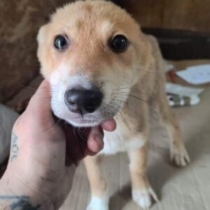 BETSY (♀) - vermittelt MD