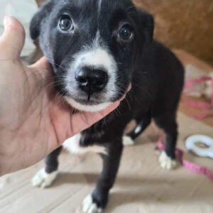 FIFFI (♀) - ausgereist zur Tierhilfe Lebenswert DR 25.04.25