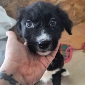 KENSY (♀) - ausgereist zum TH Filderstadt (AL)