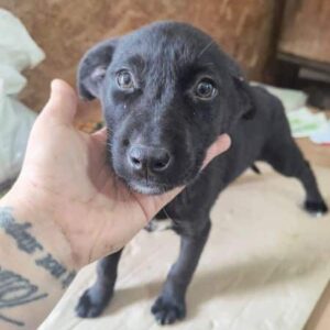 NELE (♀) - ausgereist zur Tierhilfe Lebenswert DR 25.04.25