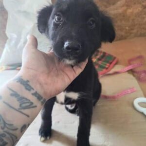 MELVIN (♂) - ausgereist zur Tierhilfe Lebenswert DR 25.04.25