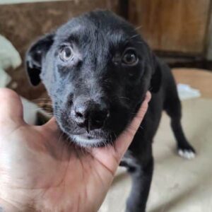 JOSHIE (♂) - ausgereist zur Tierhilfe Lebenswert DR 25.04.25