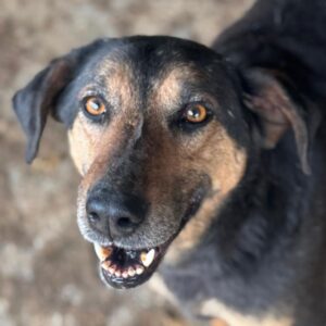 GREGI (♂) - seit mindestens 2020 im Shelter