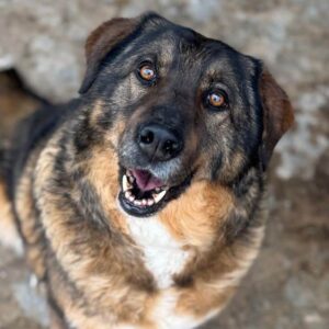 FARUK (♂) - seit mindestens 2020 im Shelter