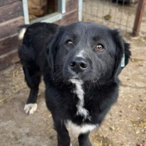 DASTY (♂) - wurde schwer gebissen