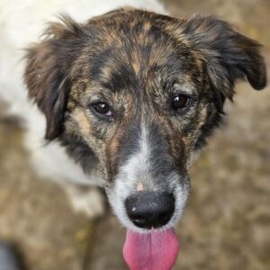 ALISHA (♀) - seit mind. 2023 im Shelter - reserviert Hundescheune Fläming (AL 16.05.)