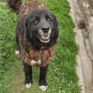 REGE (♂) - seit mind. 2023 im Shelter