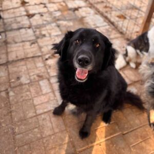 INDIE (♀) - RBB 05/25