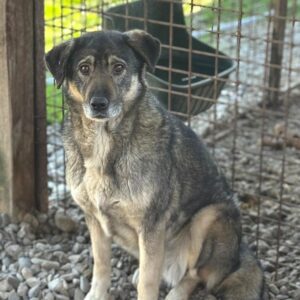 RANIDA (♀) - seit 2020 im Shelter