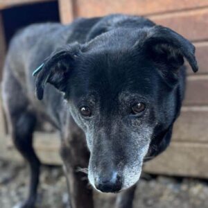 ROONA (♀) - seit 2020 im Shelter