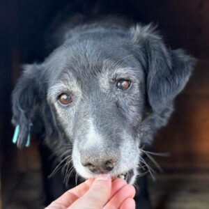 RAJOR (♂) - seit 2020 im Shelter