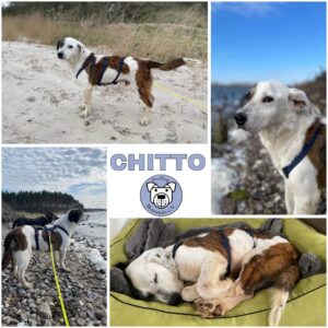 CHITTO (♂) in 18510 Wittenhagen