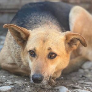 TARINI (♀) - seit 2020 im Shelter