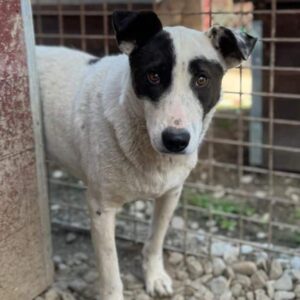 JOSY (♀) - Dreibein