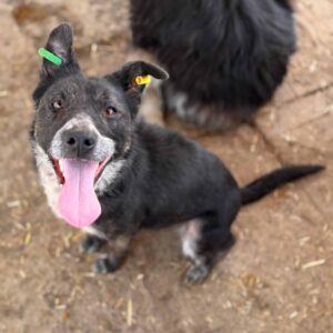 CASSIDY (♀) - Seelischer Notfall