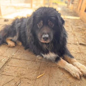 ORIK (♂) - stark verfilzt