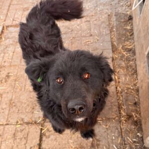 WILL (♂) - ausgereist zu Tiere in Not Odenwald e.V. (PM)