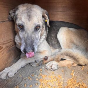 CALIAN (♂) - NOTFALL: resigniert, eitrige eingewachsene Wolfskralle