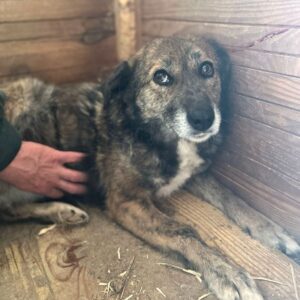 MIMMIE (♀) - reserviert TH Filderstadt (AL 23.05.)