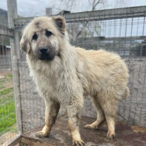 BUCKLIN (♂)- auf PS im PLZ Bereich 18 (NU)