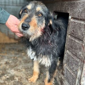 VISCA (♀) - Bissverletzung Ohr