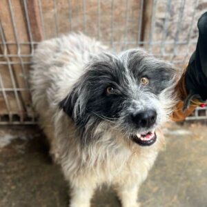 WYNTER (♀) - ausgereist zum TH Koblenz (AL)